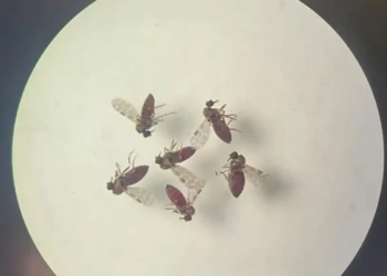 Saiba como identificar o maruim, vetor principal da Febre Oropouche