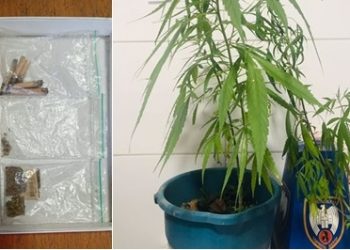 Jovem é detido por cultivo de maconha no quintal da casa da avó em Linhares
