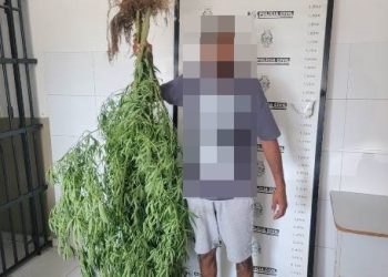 Homem é detido por cultivar maconha na localidade do Guaxe, em Linhares