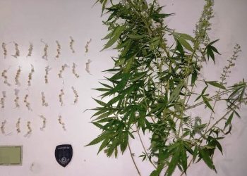 Polícia Militar prende jovem com drogas após tentativa de fuga no Bairro Salvador em Sooretama.Teve até mordida de cachorro