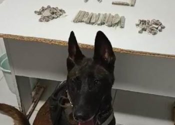 Polícia apreende drogas com apoio de cadela farejadora no Residencial Jocafe
