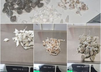 FORÇA TÁTICA frustra ação criminosa e apreende drogas com apoio da cadela “Pantera” em Sooretama