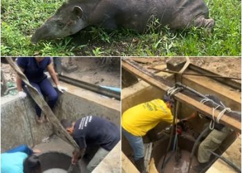 VÍDEOS – Anta resgatada em cacimba na Juerana B demonstra empenho da REBIO Sooretama