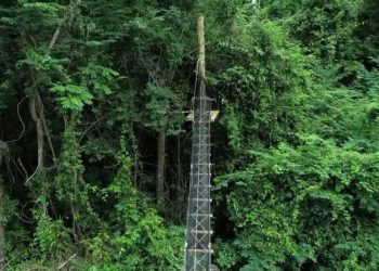 Trecho da BR-101, na Reserva Biológica de Sooretama, ganha “passarelas para animais”