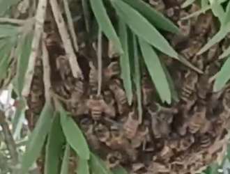 Ação rápida elimina enxame de abelhas em praça movimentada no bairro Três Barras, em Linhares