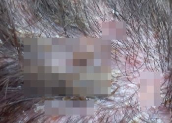 MAUS TRATOS – Bebê de 2 anos é encontrado com ferida na cabeça e com presença de larvas, em Linhares