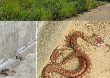 VÍDEOS – Surgimento de cobras, por falta de capina, assusta moradores do Residencial Rio Doce, em Linhares