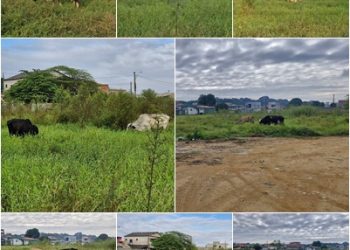 VÍDEO – Prometida, esquecida e agora pasto: obra da escola de Bebedouro segue abandonada e sem data para recomeçar