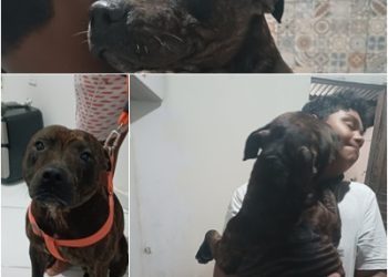 “Troquei medicamentos por amor”: Cão terapeuta muda a vida de menino autista em Linhares