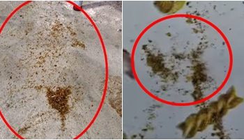 VÍDEOS – Moradores do Vila Betânia vivem sufocados por poeira, palha de café e cheiro forte de pimenta