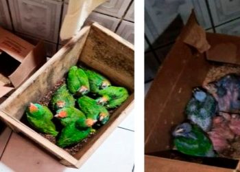 Sete denunciados por tráfico de animais silvestres em reserva de Sooretama: papagaios, jacarés e até macacos eram alvo de quadrilha