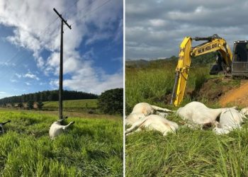 Queda de fio de alta tensão mata vacas prenhes e bezerros em Linhares; prejuízo ultrapassa R$ 80 mil