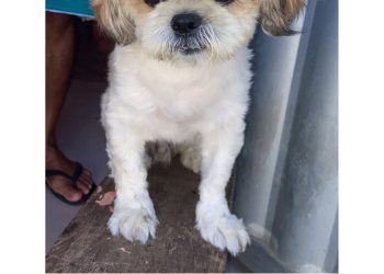 Família procura por cachorrinho desaparecido no Nova Esperança em Linhares