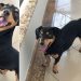Ajude a encontrar o Ted! Cachorrinho foge no Juparanã e família faz apelo emocionado