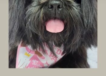 Desaparecimento de cachorrinha comove moradores do bairro Planalto, em Linhares. Vamos ajudar