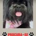 Desaparecimento de cachorrinha comove moradores do bairro Planalto, em Linhares. Vamos ajudar