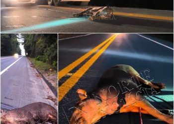 Anta é atropelada e morta na manhã desta terça-feira na BR-101 em Sooretama, e mortes de animais seguem sem solução