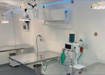 Mutirão vai castrar 900 cadelas e gatas de graça em Linhares; inscrições começam hoje