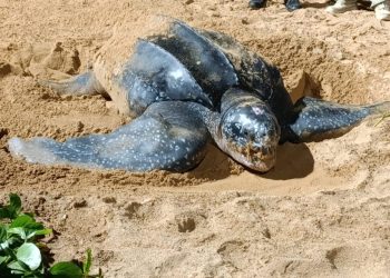 VÍDEO – Tartaruga-gigante ameaçada de extinção é avistada na praia de Jacaraípe