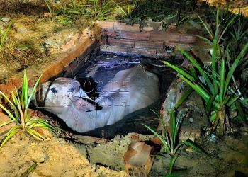 Prefeitura identifica dono de vaca que caiu em fossa em Linhares e promete medidas legais