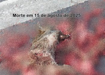 A matança na BR-101 continua: mais animais silvestres atropelados em Sooretama