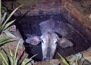 VÍDEOS – Tem gado no meu quintal: vaca cai em fossa e levanta debate sobre fiscalização em Linhares