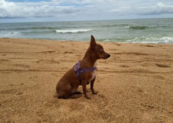 Família procura pela Mel desaparecida no bairro Linhares 5