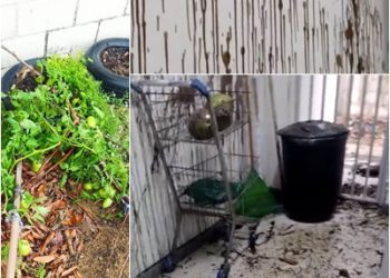 VÍDEO – CRAS de Rio Quartel é alvo de vandalismo e até  hortas são destruídas em Linhares