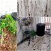 VÍDEO – CRAS de Rio Quartel é alvo de vandalismo e até  hortas são destruídas em Linhares