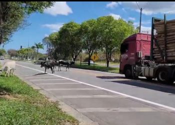 Gado solto na BR-101 coloca motoristas em risco em Linhares