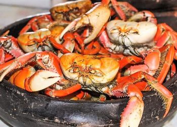 Caranguejo, música e tradição: 9º Festival do Caranguejo movimenta Pontal do Ipiranga a partir desta sexta