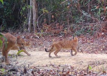 Tem onças na área! Trigêmeos nascem na Reserva Biológica de Sooretama