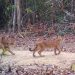 Tem onças na área! Trigêmeos nascem na Reserva Biológica de Sooretama