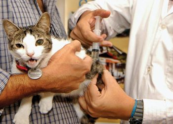 Vacinação Antirrábica em Linhares: equipes estarão em cinco bairros neste sábado (27)