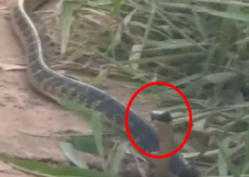 VÍDEO – Cobra de grande porte aparece em bairro de Linhares e moradores vivem momentos de medo e revolta!