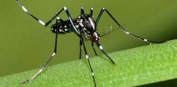 Prefeitura de Jaguaré intensifica trabalhos para controlar registros de casos do Aedes Aegypti