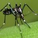 Prefeitura de Jaguaré intensifica trabalhos para controlar registros de casos do Aedes Aegypti