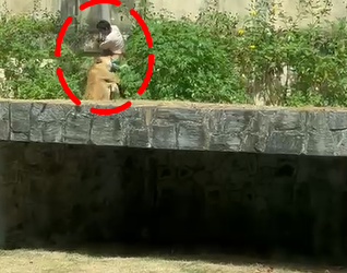 VÍDEO: Jovem invade jaula e é morto por leoa em zoológico na Paraíba