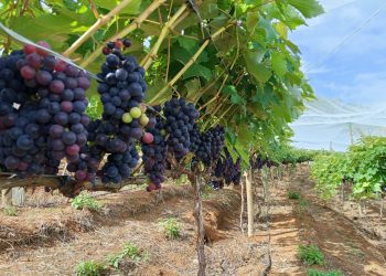 Festa da Colheita da Uva com visitas ao parreiral, comida italiana e música no distrito de São Rafael neste fim de semana