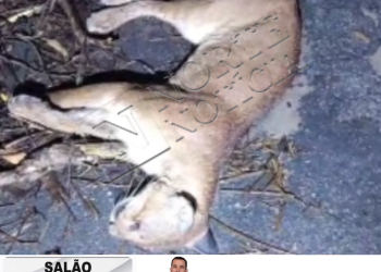 VÍDEO – Onça encontrada próximo à Vila do Riacho. “Ela entrou no carro de Roninho e saiu do outro lado”. Diz motorista