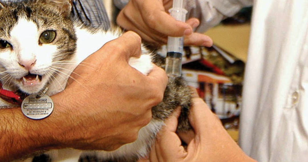 Reprodução/Internet