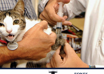 Vacinação contra raiva animal acontece durante todo o ano na UVZ, no bairro Três Barras, e tutores também podem agendar