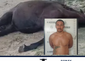 Homem atira e mata cavalo durante feira em Povoação e acaba preso