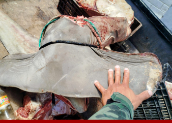 Polícia flagra esquartejamento de tubarão-martelo ameaçado de extinção no Norte do ES