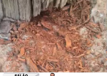 Moradores de Bebedouro alertam para risco em postes de madeira e EDP confirma substituição ainda em janeiro