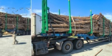 EXCLUSIVO – VÍDEO: Perigo na estrada: PRF aborda carreta com carga irregular de eucalipto na BR-101, em Linhares