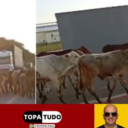 VÍDEO – ‘Gadaiada’ solta em rua movimentada de Linhares preocupa motoristas e aumenta risco de acidentes