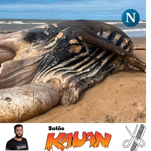 VÍDEO – Três baleias aparecem mortas no litoral Norte do ES; duas em Linhares e uma em Urussuquara, São Mateus, e Prefeitura de Linhares emite nota