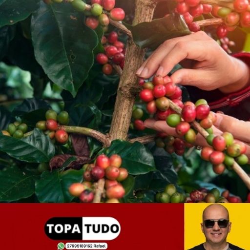 Concurso da Qualidade do Café Conilon de Linhares abre inscrições e distribuirá R$ 22 mil em prêmios