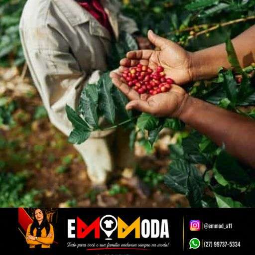 Concurso de Qualidade do Café Conilon de Linhares premia produtores nesta terça-feira (29)